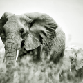 Big-Data-Hadoop-Alternatives