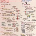 flowcharts-p4