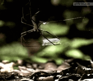 4731152_1_16231544185652812.gif