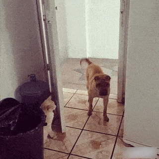 4578824_1_16103724713062028.gif