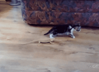 4529810_58G7GLL4Jw_1607903589471.gif