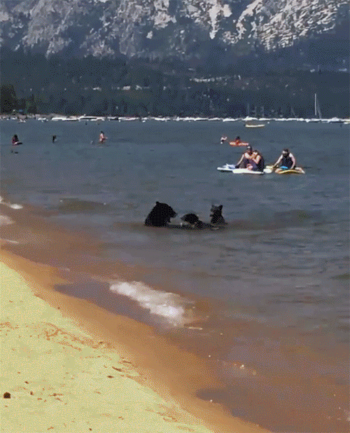 100902_1570410796.gif