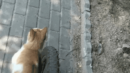 4642924_1_16148397620861523.gif