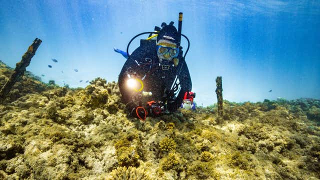 The Great Barrier Reef Is Being Depleted by Pollution and Climate Change. Could ‘Coral IVF’ Save It?