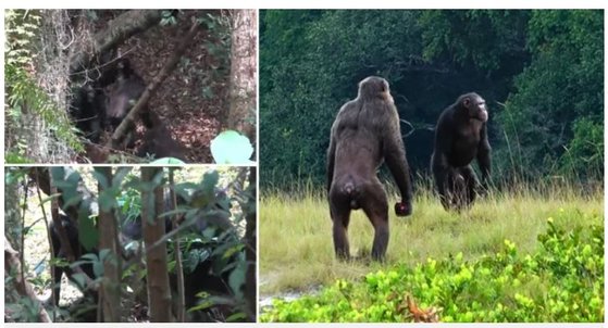 로앙고 국립공원의 침팬지 수컷들. 사진 로앙고 침팬지 프로젝트