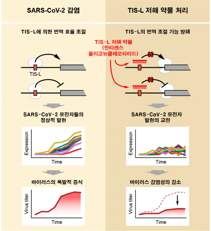 TIS-L의 기능을 저해함으로써 사스코로나바이러스-2유전자 발현을 교란하여 바이러스의 감염성을 억제하려는 전략에 대한 모식도이다. 한국연구재단 제공