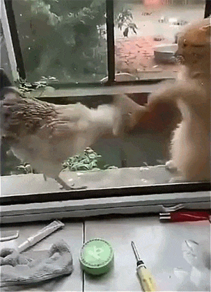 4517842_oPtjNBqMDB_1607339980503.gif