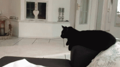 0001.gif