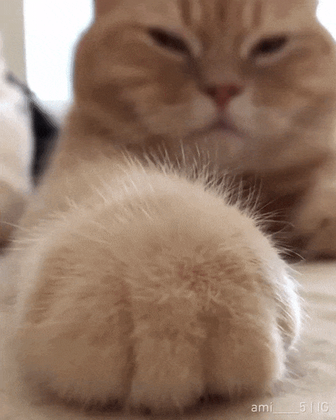 만지고싶다.gif