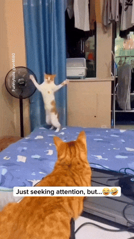 허세냥.gif
