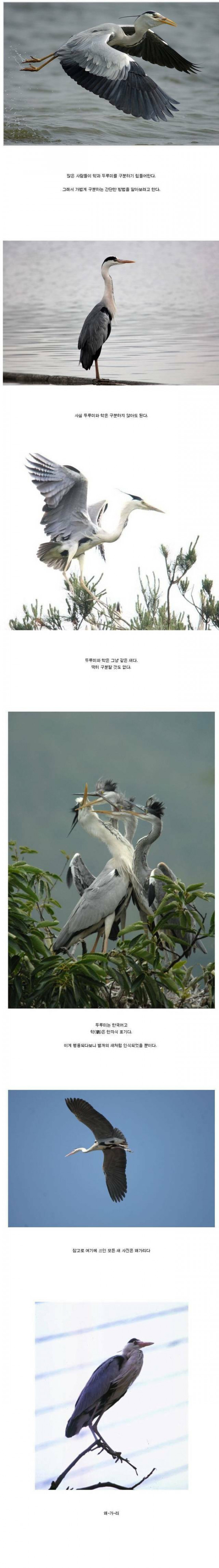 두루미와 학의 차이점.jpg