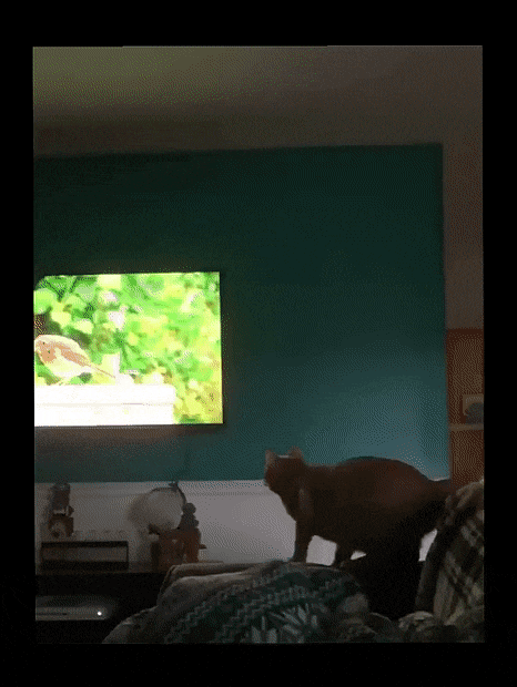 고양이의 사냥 본능.gif