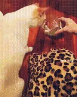 4806822_99iKkxGRme_1629382493060.gif