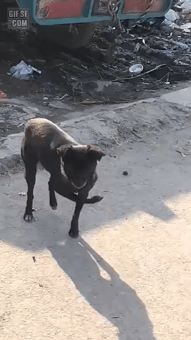 4808531_4s4R7Wri3L_1629559108424.gif