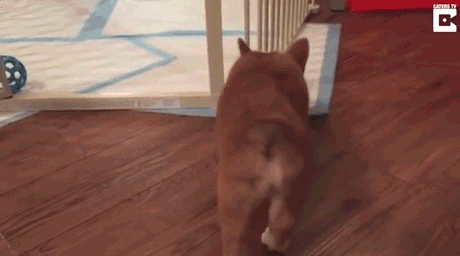 4738884_KJ6FyZ1cr2_1623851754017.gif