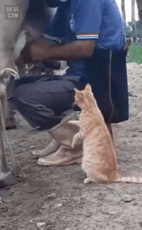 즉석 우유.gif