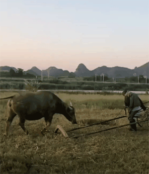 4737944_9sZIda8egK_1623789912340.gif