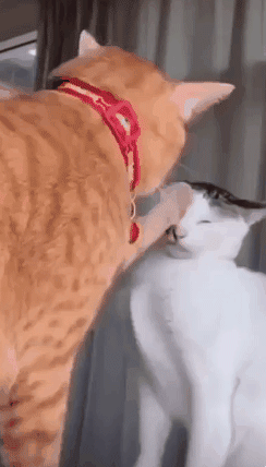 두고보자냥.gif