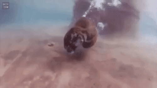 4743651_1624344418598.gif