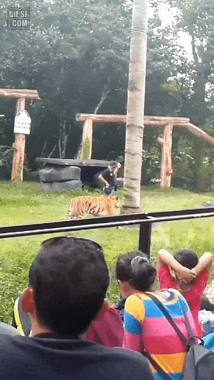 4743651_1624348001675.gif
