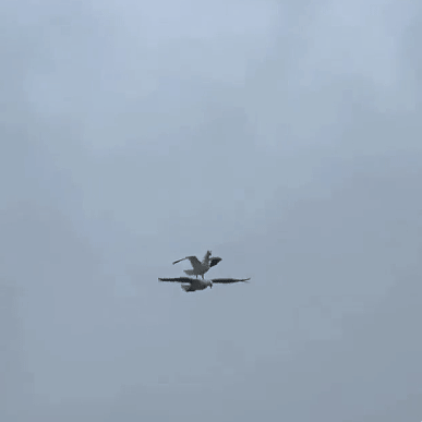 4745433_QoLsq30S5H_1624502947960.gif