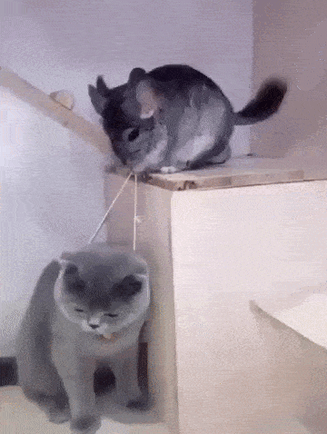 고양이 목에 방울 떼기.gif
