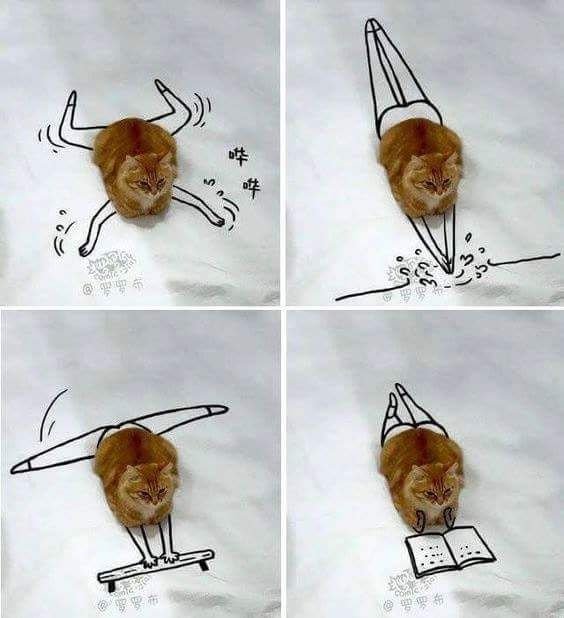 냥냥이의 일상.jpg