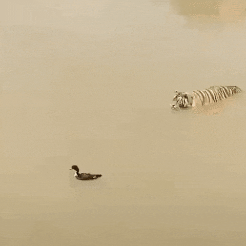 4859586_dnMKJyF2CZ_1634170934951.gif