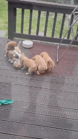 좀비사태... 구조헬기를 놓친자의 최후5.gif