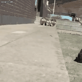 충격적인 추락 사고.gif
