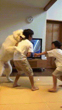 싸우지말개.gif