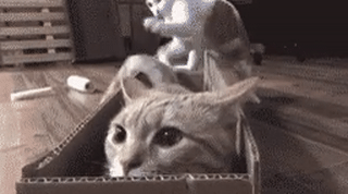 4869769_1635208189478.gif