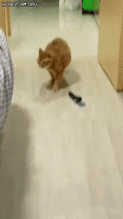 4873834_oHNcG84WHV_1635606378676.gif