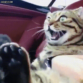 고양이 좋아하는거냐 싫어하는거냐.gif