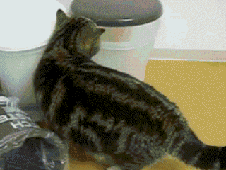 4397955_qwWDB6LtJC_1599280812886.gif