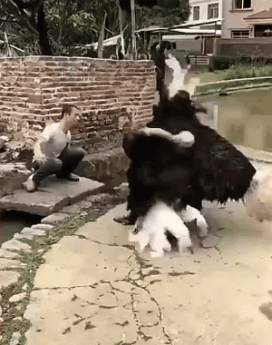 4747687_toSQd5CeTV_1624753172080.gif