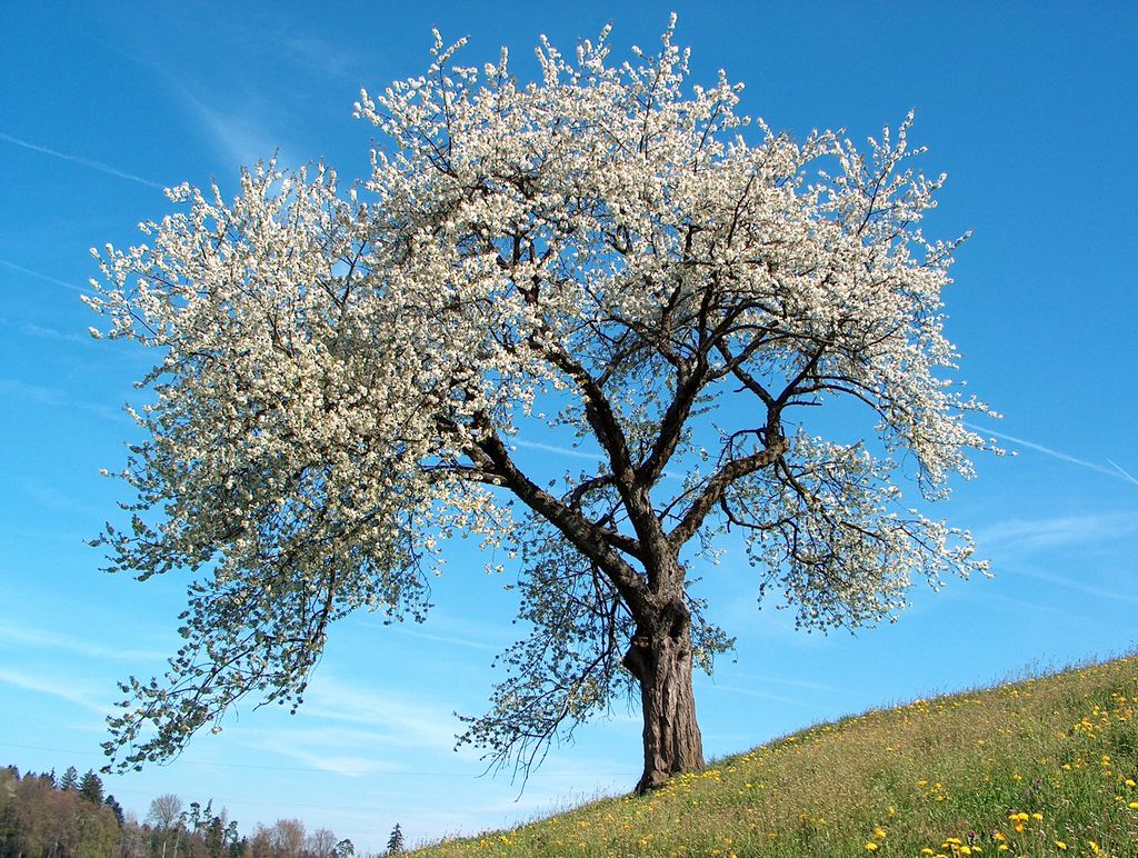 A Wild Cherry (Prunus avium) in flower Prunus
