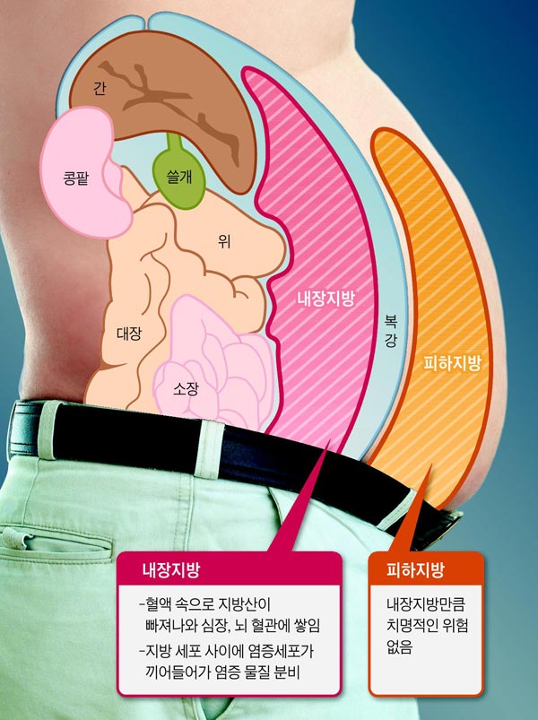 내장지방은 혈액 속으로 들어가 혈관과 장기를 망가뜨린다.