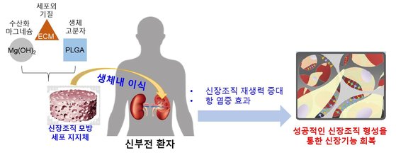 생체모방과 나노기술을 이용한 콩팥조직 재생용 지지체. [사진 차의과대]