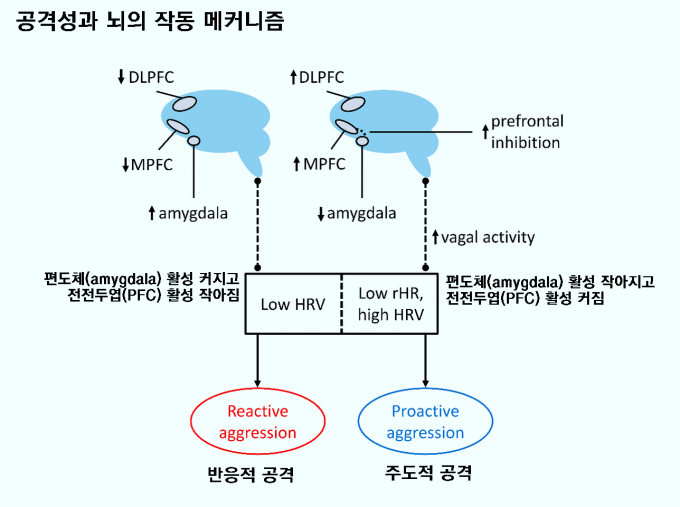공격성은 반응적 공격(reactive aggression)과 주도적 공격(proactive aggression)으로 나뉘는데, 뇌의 작동 메커니즘이 전혀 다르다. 반응적 공격을 할 때는 편도체(amygdala) 활성이 커지고 전전두엽(PFC) 활성이 작아지는 반면 주도적 공격을 할 때는 그 반대가 된다. 인간은 반응적 공격을 자제하고 주도적 공격을 능숙하게 할 수 있게 진화했다. ‘심리 범죄 및 법률’ 제공