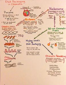 DNA Packaging in Chromatin