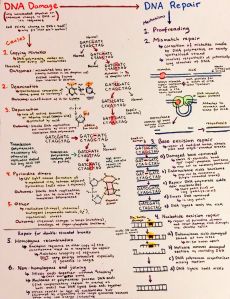 DNA Damage