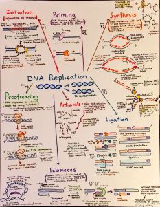 DNA Replication
