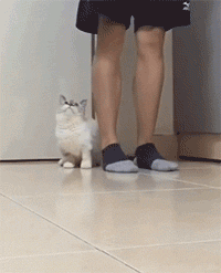 4sWs6f.gif