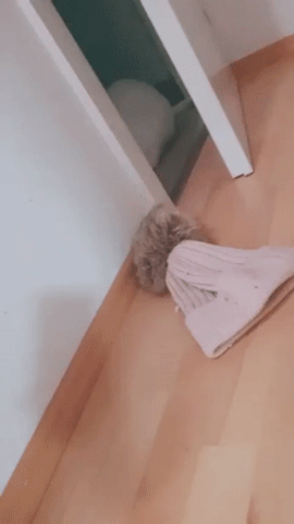 4502640_L2JTI7PGdi_1606526348588.gif