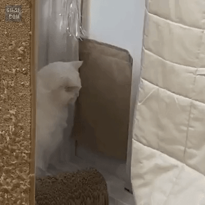 4727264_g49llw9w6U_1622740137350.gif