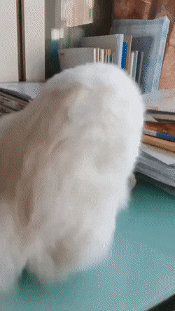 4731984_xH8k2gwCE3_1623227113225.gif