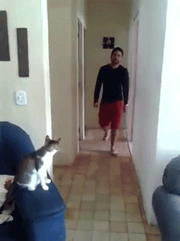 3PzqS8.gif