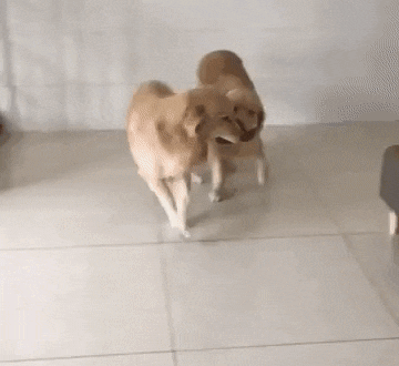 4517583_L3aHPcWYkc_1607330970523.gif