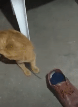 4697253_GnaekgRrOH_1619761018049.gif